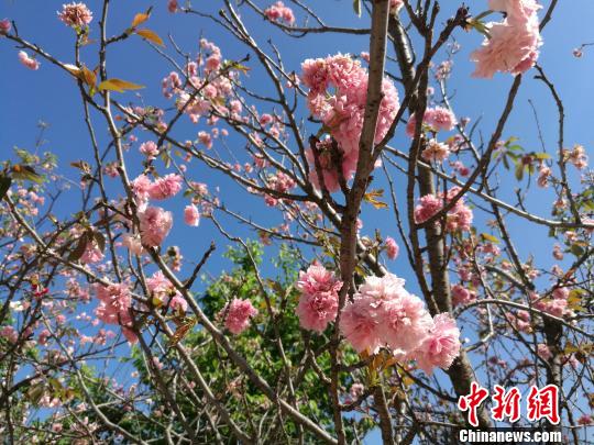 江湖奇案单元剧《莲花楼》昨晚收官